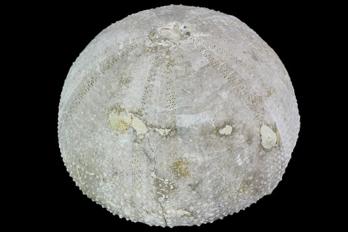 Fossil Sea Urchin (Psephecinus) - Morocco #104535